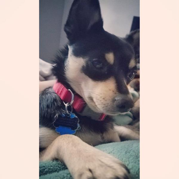 /Images/uploads/Humane Society of Utah/HSU2018/entries/4223thumb.jpg